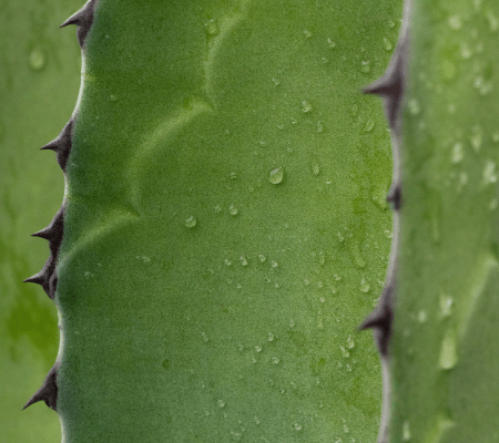 Aloe Vera Gel (Ekstrakt z aloesu)