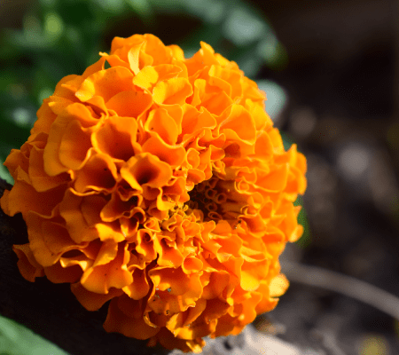 Calendula officinalis (Ekstrakt z nagietka)