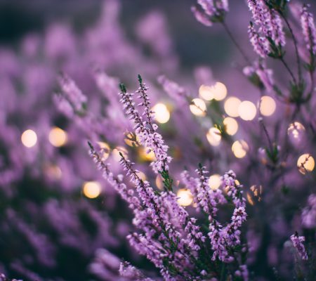 Lavender Oil (Olejek lawendowy)